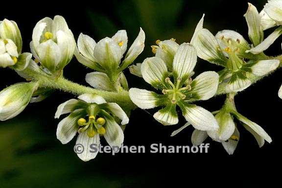 veratrum californicum 7 graphic